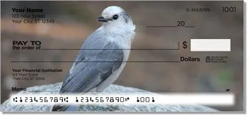 Gray Jay Bird Checks